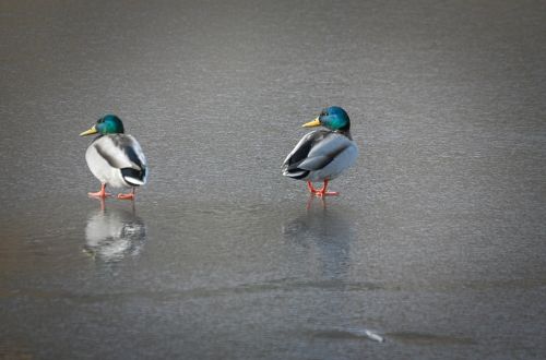 ducks mallards waterfowl
