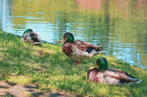 ducks wild ducks wild birds