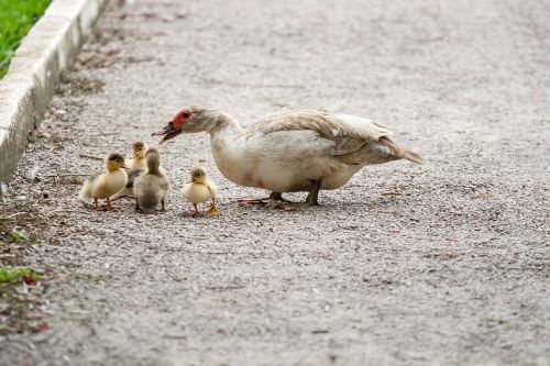 ducks mom duckling