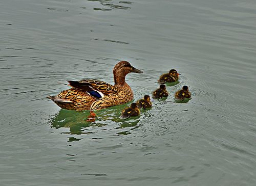 ducks chicken nature