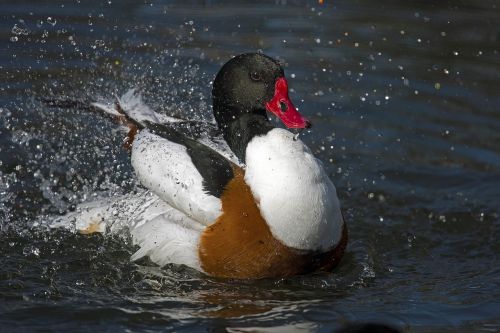 ducks brand goose swim