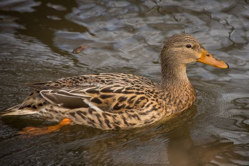 ducks mallards landscape