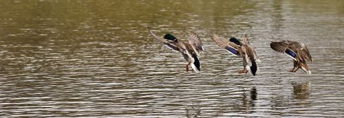 ducks swarm landing