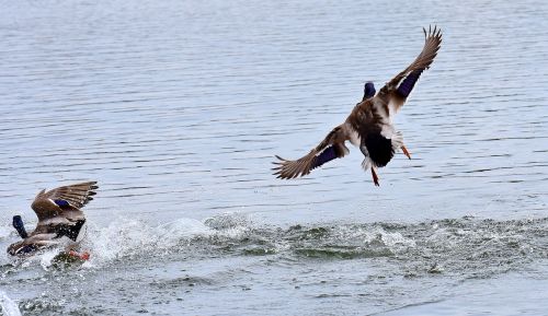 ducks mallards landing