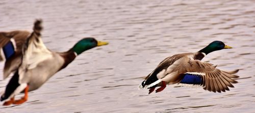 ducks mallards flight