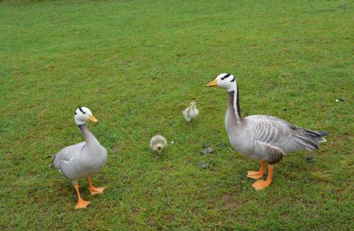 ducks family animals