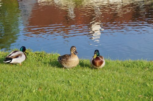 ducks waterfowl bird