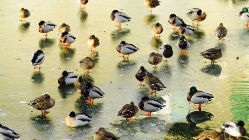 ducks winter water