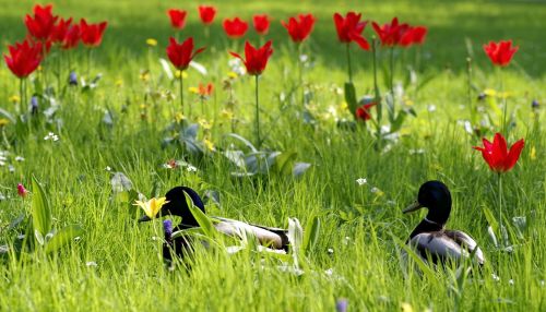 ducks meadow grass