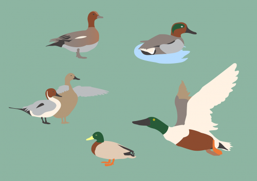 ducks birds animals