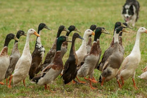 ducks indian runner border collie