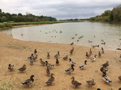 ducks lake nature
