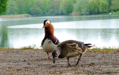 ducks parrot duck water bird