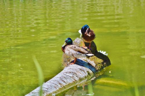 ducks waterfowl bird