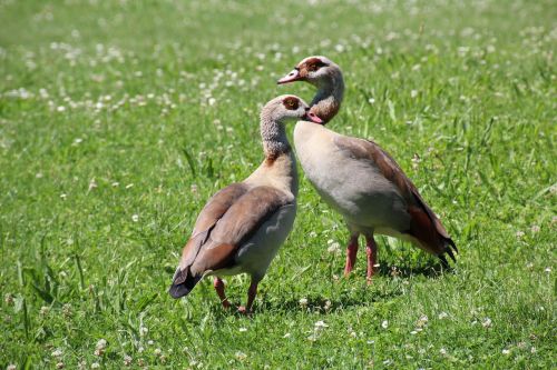 ducks meadow waterfowl