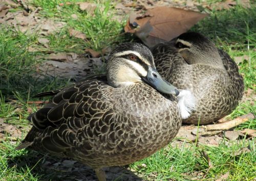 ducks wild resting