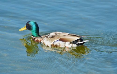 ducks mallard waterfowl