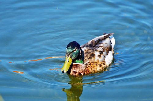 ducks waterfowl bird
