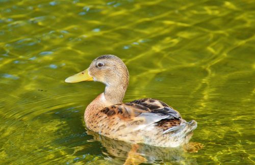 ducks young duck waterfowl