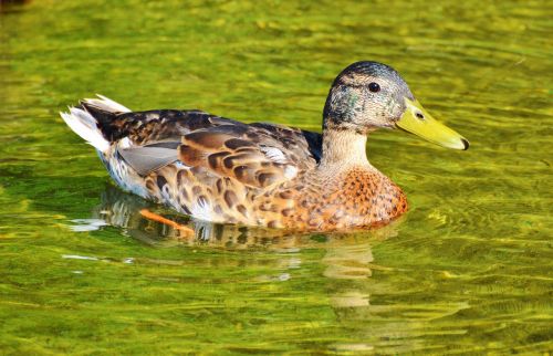 ducks waterfowl bird