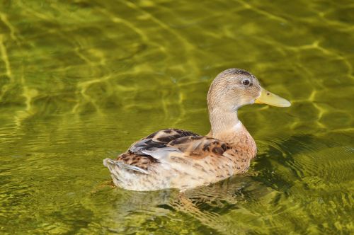 ducks young duck waterfowl