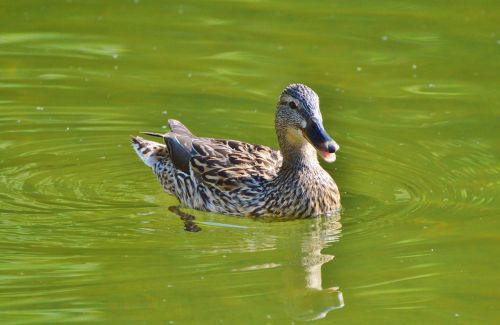 ducks waterfowl mallard