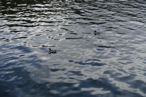 ducks ducks swimming sea
