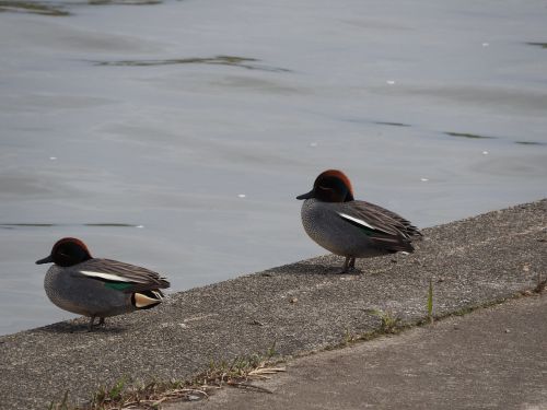 ducks bird lake