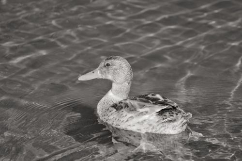 ducks young duck waterfowl