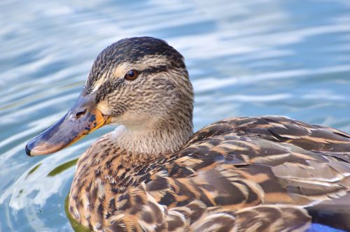 ducks waterfowl mallard