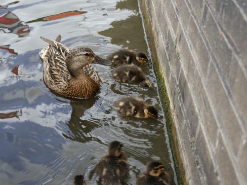 ducks mother wildlife photography
