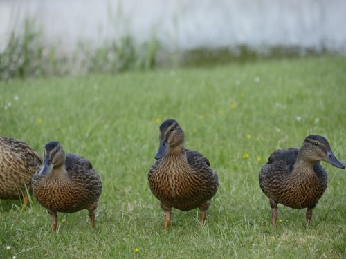 ducks mother wildlife photography