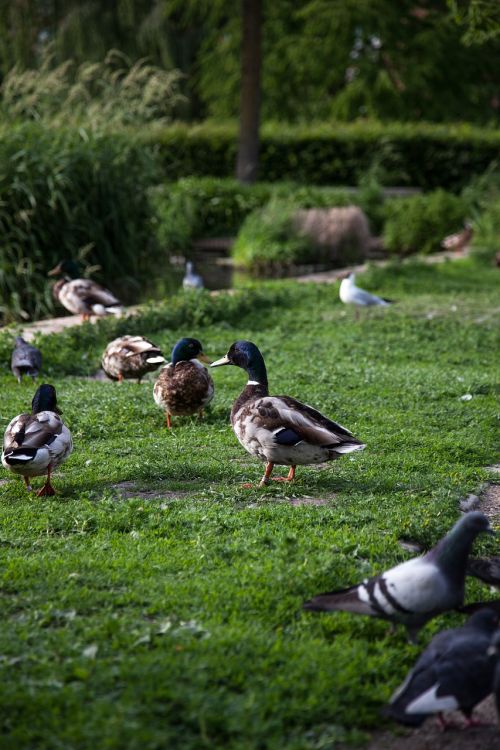 ducks park duck