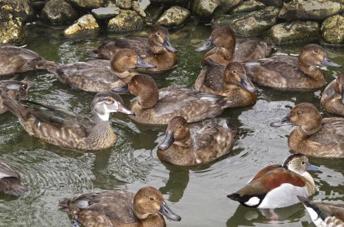ducks duck pond thread