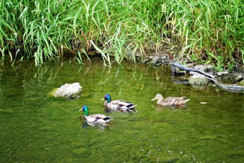 ducks river nature