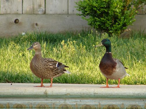 ducks cute bird