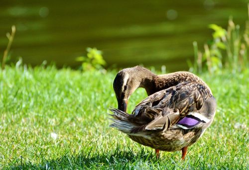 ducks waterfowl mallard