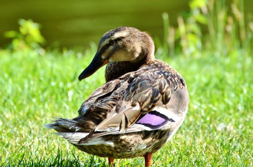 ducks waterfowl mallard