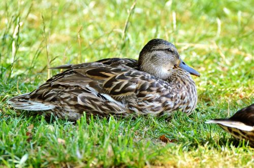 ducks waterfowl mallard