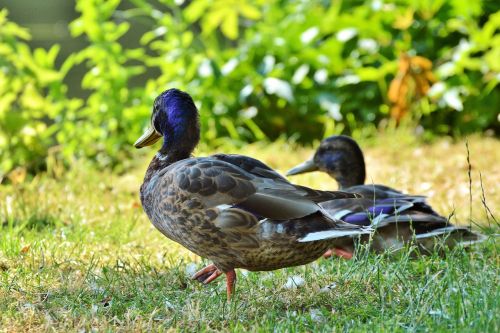 ducks waterfowl mallard