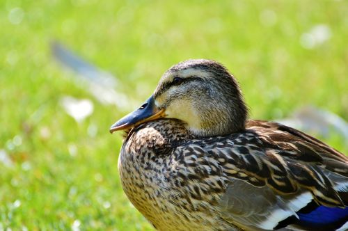 ducks waterfowl mallard