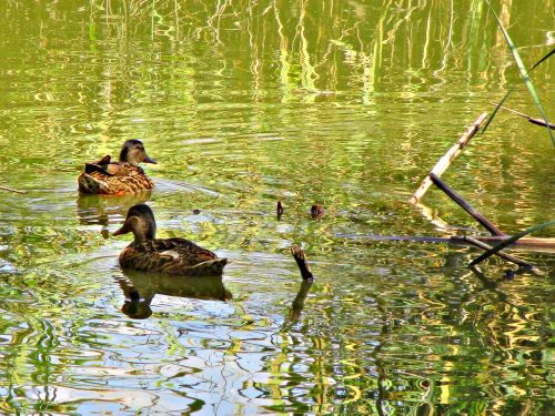 ducks animals pond