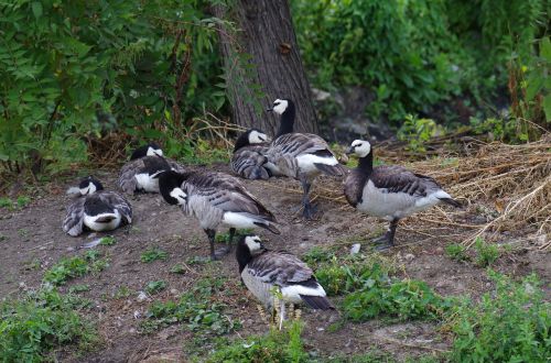 ducks white black