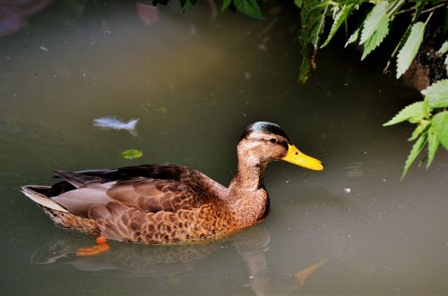 ducks waterfowl mallard