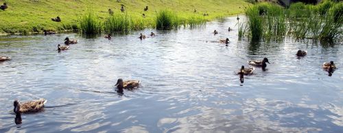ducks wild water