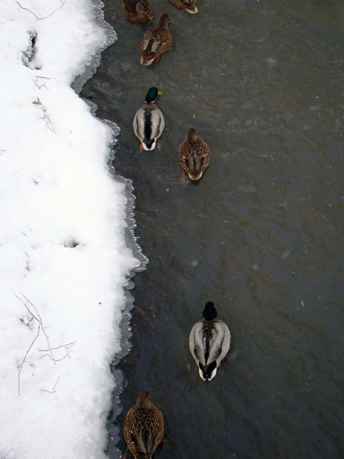 ducks winter river