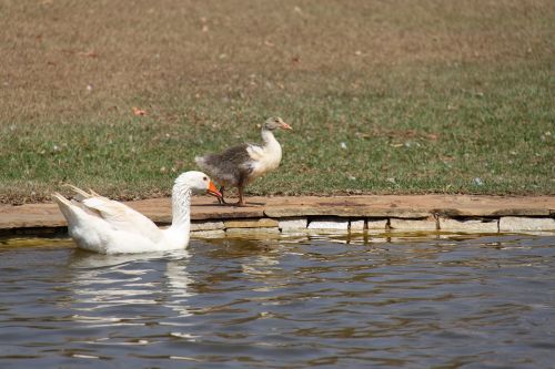 ducks pond floating