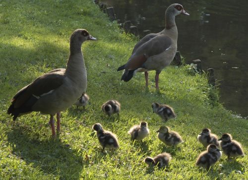 ducks chicken entenkuecken