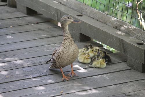 ducks ducklings nature