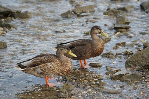 ducks water stones